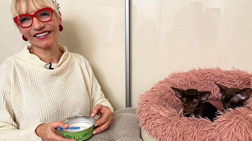 Tierärztin Silvia Kragnolini füttert ihre Oriental Kitten.
