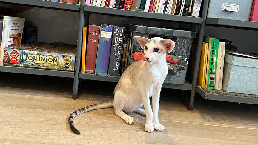 Oriental Siam Katze.