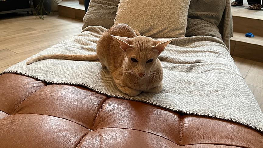 Eine Oriental Shorthair Katze döst auf der Couch.