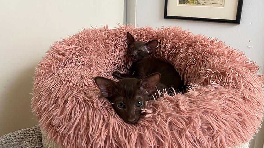 Oriental Kitten kuscheln im Nest.