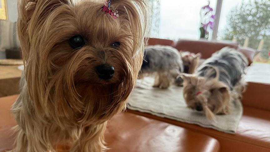 Yorkshire-Terrier mit roten Schleifen im Fell.