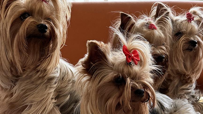 Yorkshire-Terrier mit roten Schleifen im Fell.