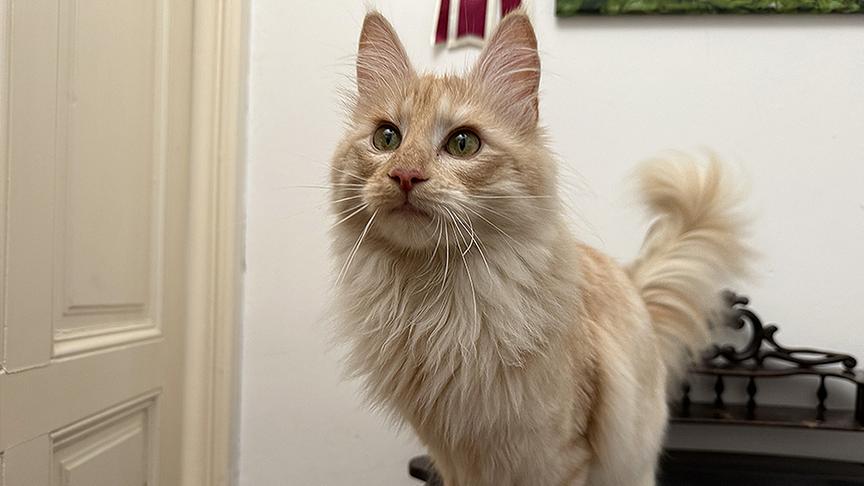 © Foto: ON-MEDIA Türkisch Angora Katze mit orange-weißem Fell.