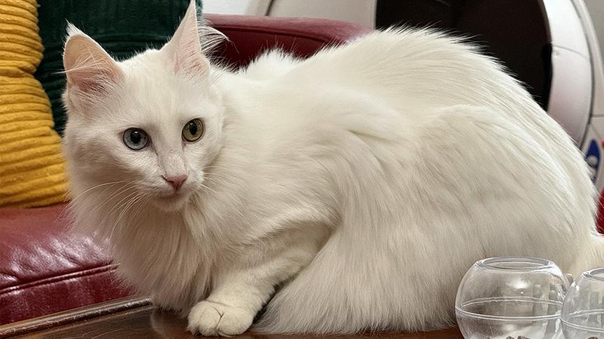 © Foto: ON-MEDIA Türkisch Angora Katze mit weißem Fell.