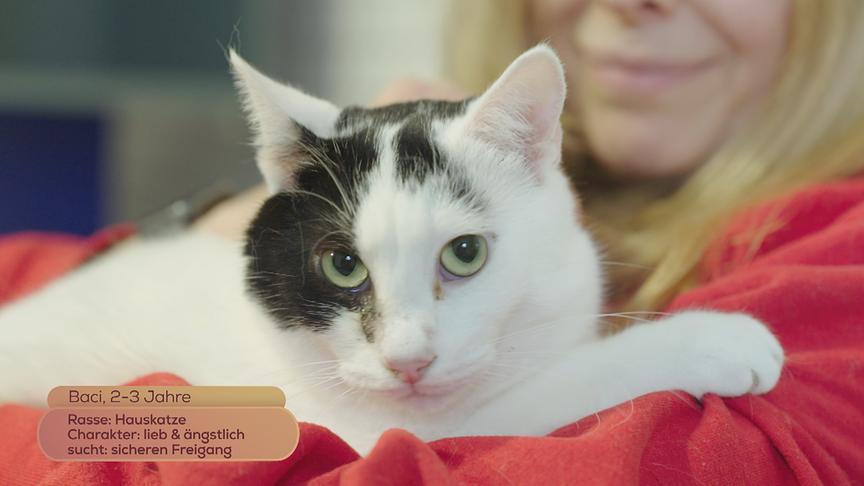 © Foto: ON-MEDIA Hauskatze "Baci" (2 - 3 Jahre) ist lieb und ängstlich und sucht einen sicheren Freigang.