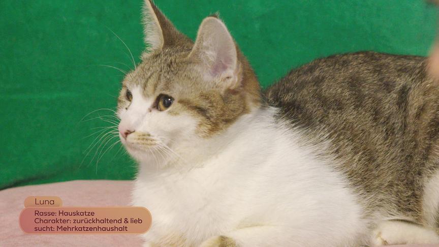 © Foto: ON-MEDIA Hauskatze "Luna" ist zurückhalented und lieb und sucht einen Mehrkatzenhaushalt.