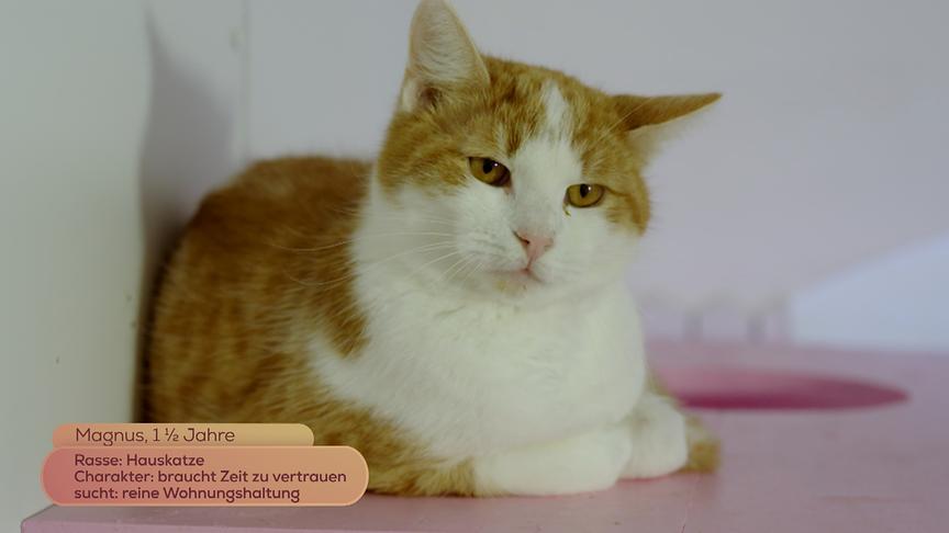 © Foto: ON-MEDIA Hauskatze "Magnus" (1,5 Jahre) braucht Zeit, zu vertrauen und sucht einen reinen Wohnungshaushalt.