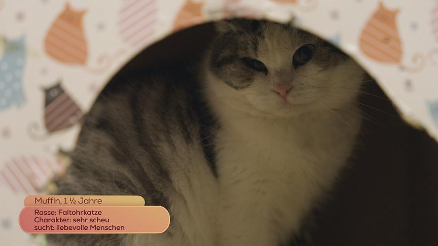 © Foto: ON-MEDIA Faltohrkatze "Muffin" (1,5 Jahre) ist sehr scheu und sucht liebevolle Menschen.