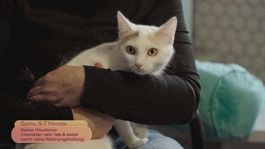 © Foto: ON-MEDIA Hauskatze "Sunny" (6 - 7 Monate) ist sehr lieb und sozial und sucht eine reine Wohnungshaltung.