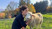 Filmszenen-Vorbereitung mit Schaf