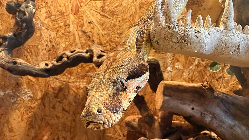 © Foto: ON-Media Simone zeigt ihre Schlangen