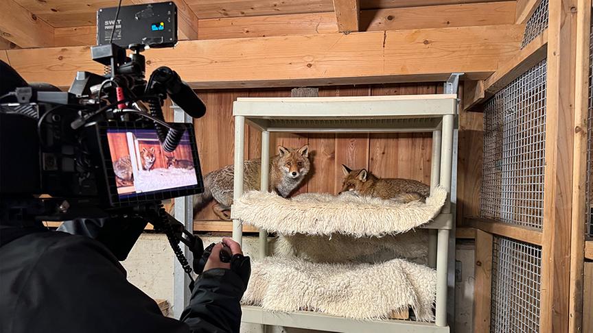 Wildtiere auf Gut Aiderbichl