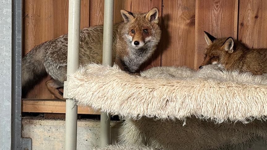 Wildtiere auf Gut Aiderbichl