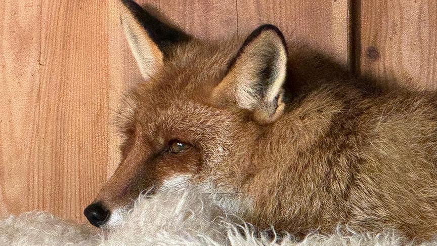 Wildtiere auf Gut Aiderbichl
