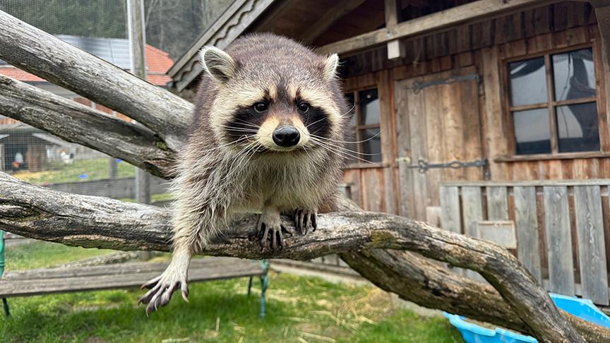 Wildtiere auf Gut Aiderbichl