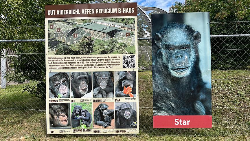 Die geretteten Schimpansen im Affenpark Gänserndorf