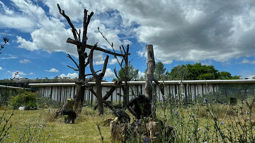 Die geretteten Schimpansen im Affenpark Gänserndorf