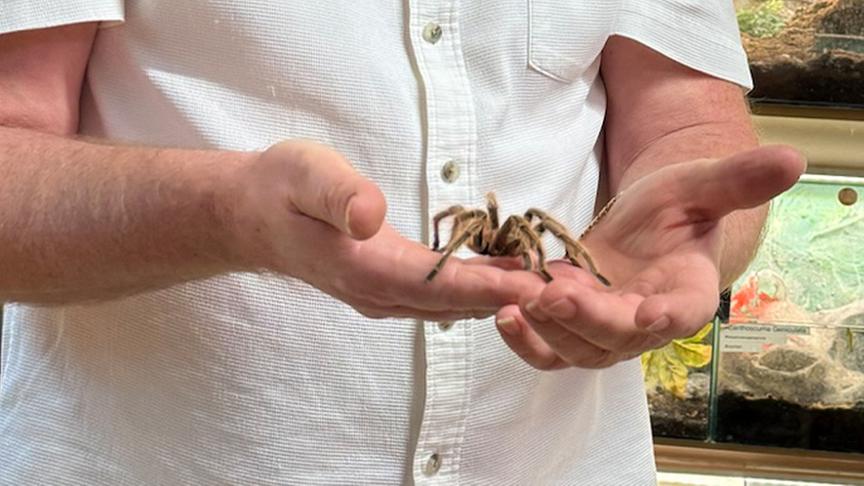 Erich Starlinger züchtet Spinnen