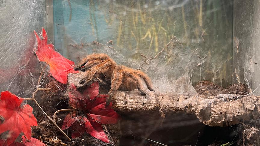 Erich Starlinger züchtet Spinnen