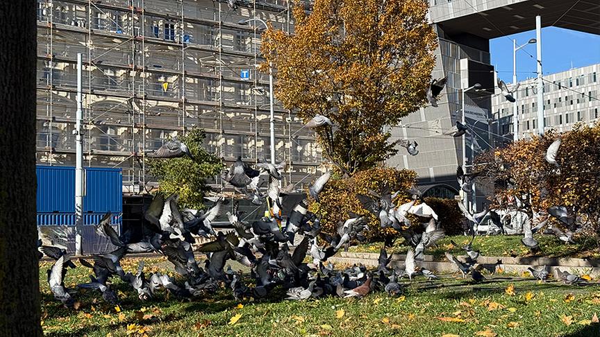 © Foto: ON-Media Tauben im Park