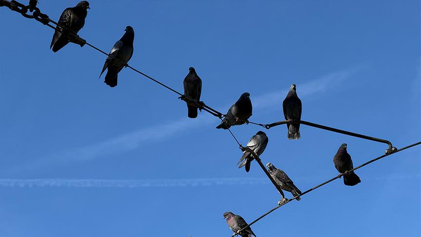 © Foto: ON-Media Tauben auf einer Stromleitung
