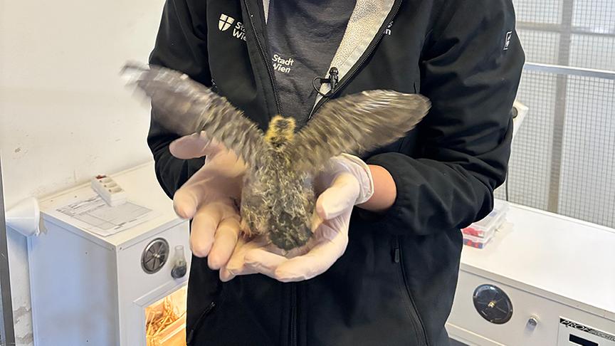 © Foto: ON-Media Carina Killian kümmert sich um eine Taube