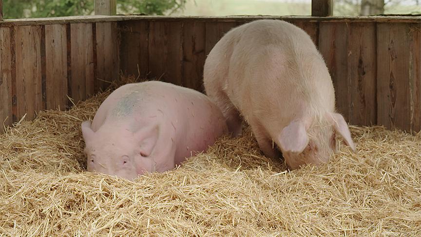 Die verliebten Mastschweine Susi und Jürgen