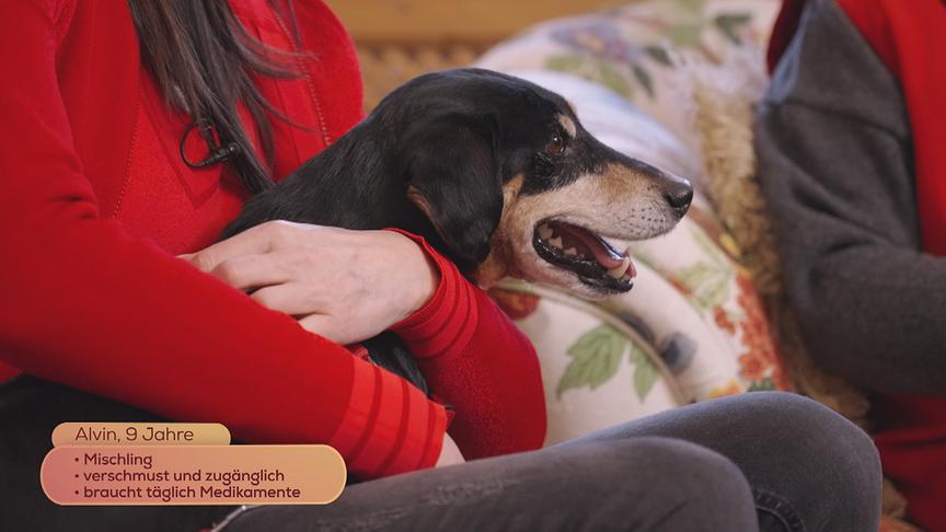Hundemischling Alvon (9 Jahre), verschmust und zugänglich, braucht täglich Medikamente.