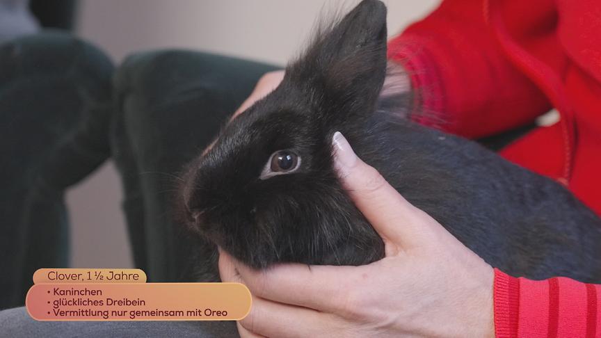 Das dreibeinige Kaninchen Clover (1,5 Jahre) sucht ein Zuhause nur zusammen mit Löwenkopf-Kaninchen Oreo.