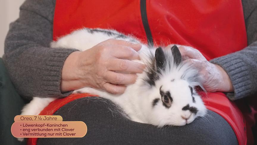 Löwenkopf-Kaninchen Oreo (7,5 Jahre) sucht ein Zuhause nur zusammen mit Clover.