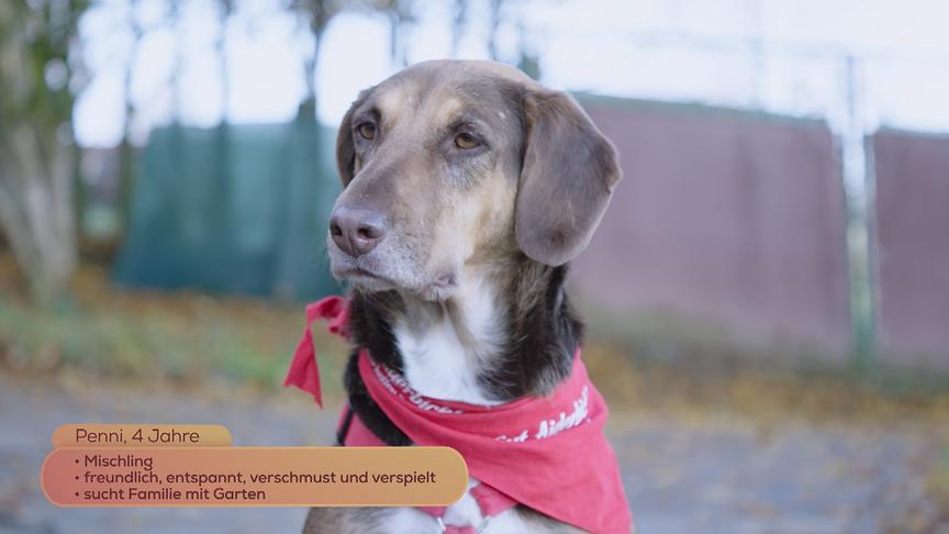 Hundemischling Penni, 4 Jahre (freundlich, entspannt, verschmust und verspielt) sucht eine Familie mit Garten.