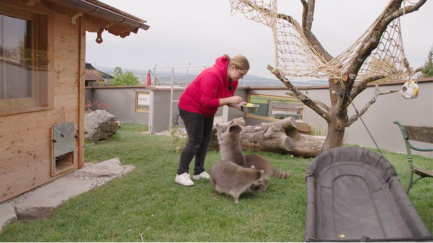 © Foto: On-Media Auf Gut Aiderbichl leben auch Waschbären
