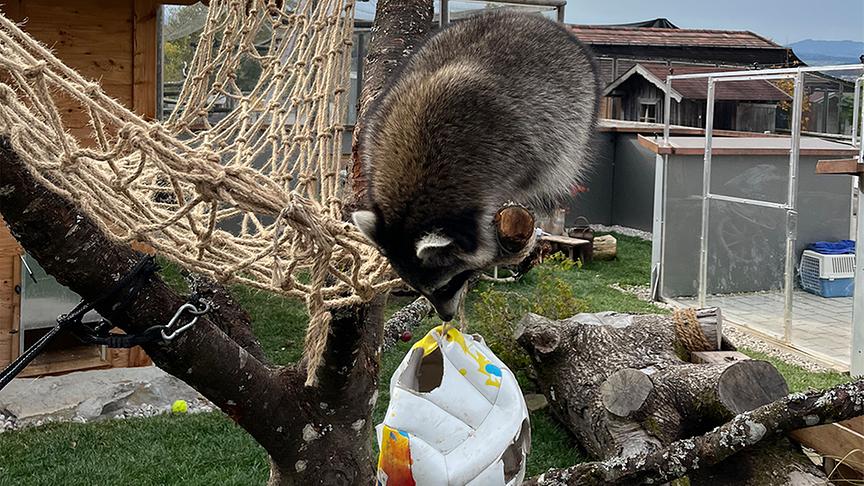 © Foto: On-Media Auf Gut Aiderbichl leben auch Waschbären