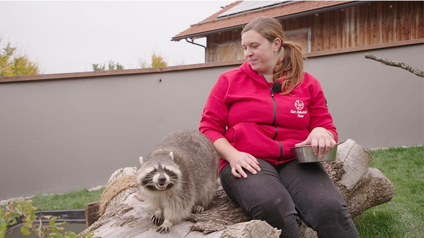 © Foto: On-Media Auf Gut Aiderbichl leben auch Waschbären