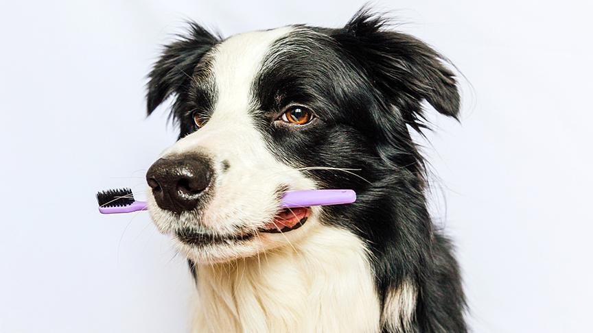 Ein Hund trägt eine Zahnbürste im Maul