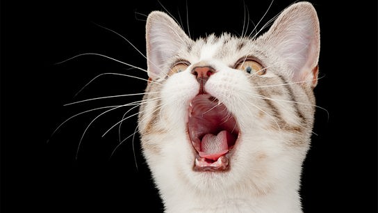 Eine Katze zeigt ihre Zähne