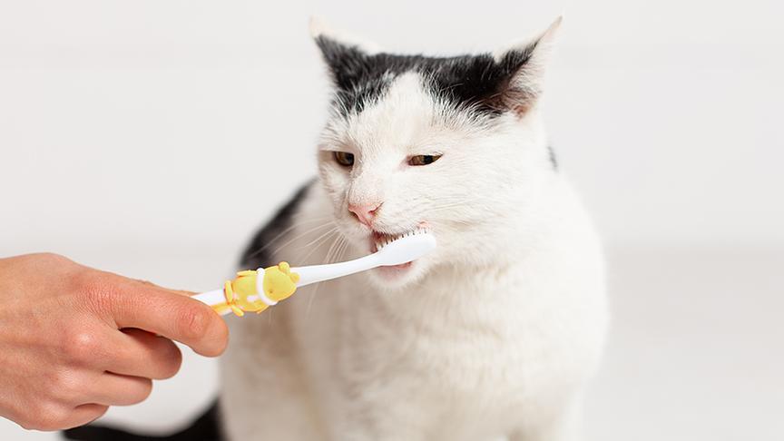 Zähneputzen bei einer Katze