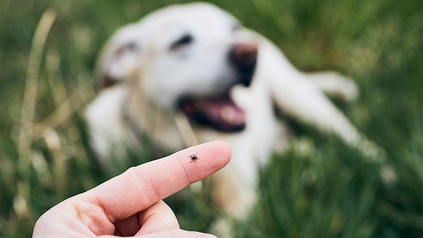 Eine Zecke krabbelt am Finger, im Hintergrund liegt ein Hund in der Wiese.