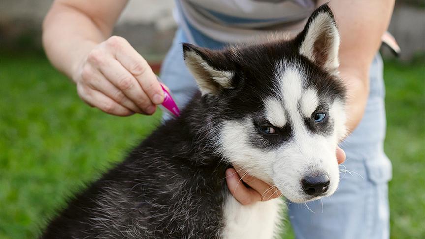 Einem Hund wird ein Parasit mit einer Zange entfernt.