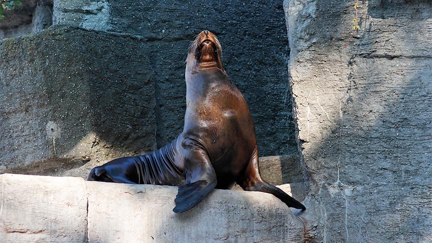 Eine Robbe sitzt auf einem Felsen im Gehege.