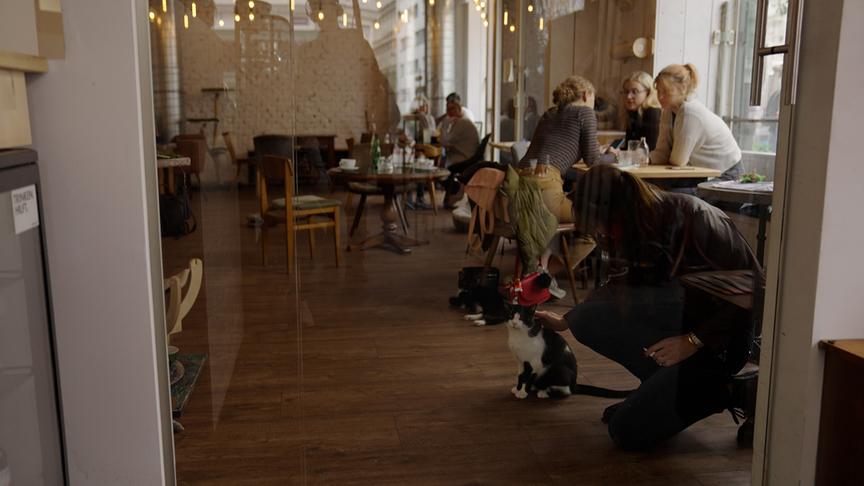 Im Katzencafe in Wien