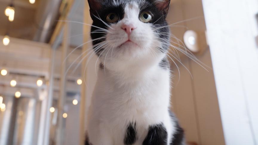 Im Katzencafe in Wien