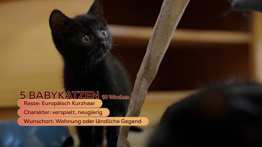 Fünf Babykatzen