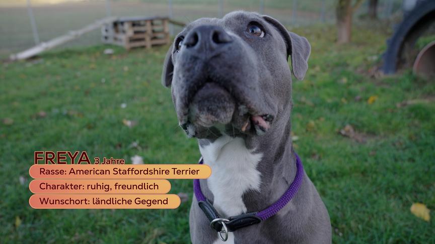 American Staffordshire Terrier "Freya"