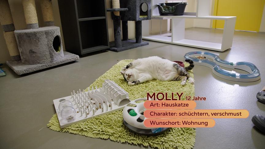 Katze Molly