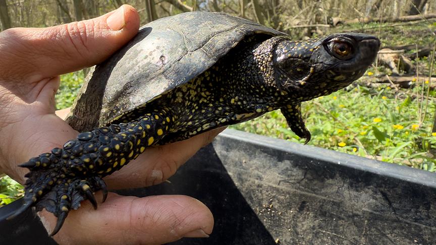 Europäische Sumpfschildkröte (im Bild: Maria Schindler)
