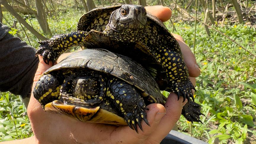 Europäische Sumpfschildkröte (im Bild: Maria Schindler)