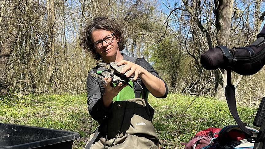 Europäische Sumpfschildkröte (im Bild: Maria Schindler)