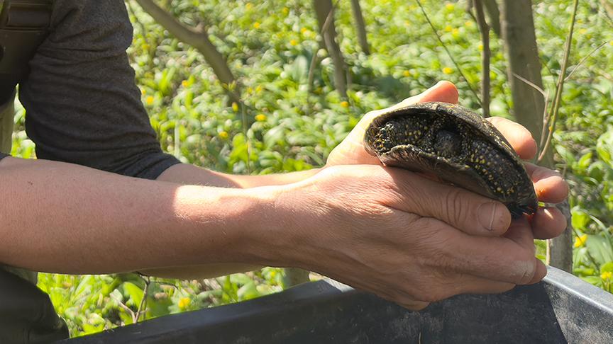 Europäische Sumpfschildkröte (im Bild: Maria Schindler)