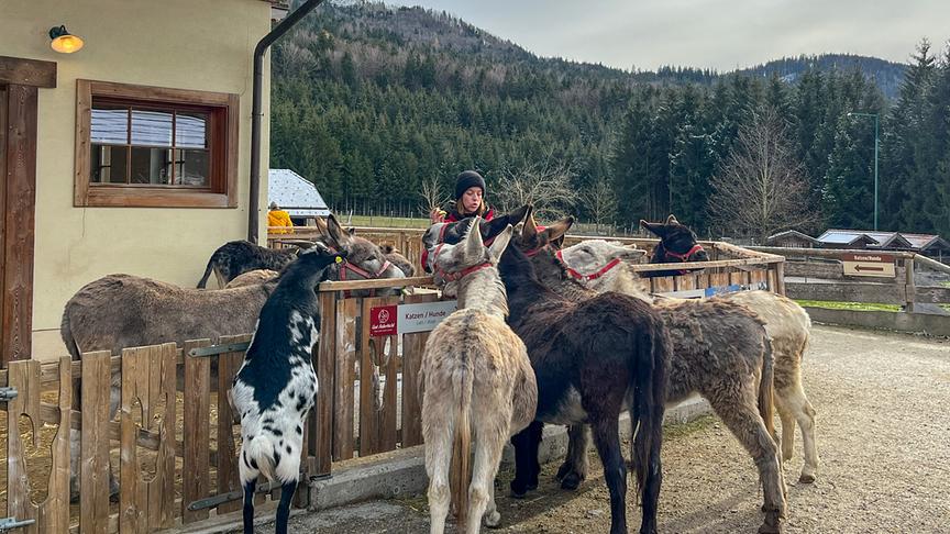 Im Bild: Lisa Schnaitmann erklärt die notwendige Fell- und Hufpflege bei Eseln und Pferden im Winter.